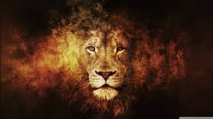 Wallpaper Animal Lion king.jpg